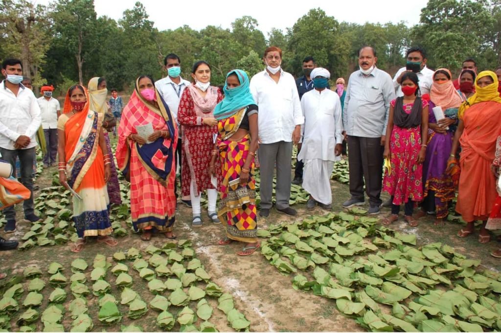 रायपुर : तेन्दूपत्ता संग्रहण से कोरोना संकट के बावजूद संग्राहकों का जीवकोपार्जन हुआ आसान - वन मंत्री श्री अकबर
