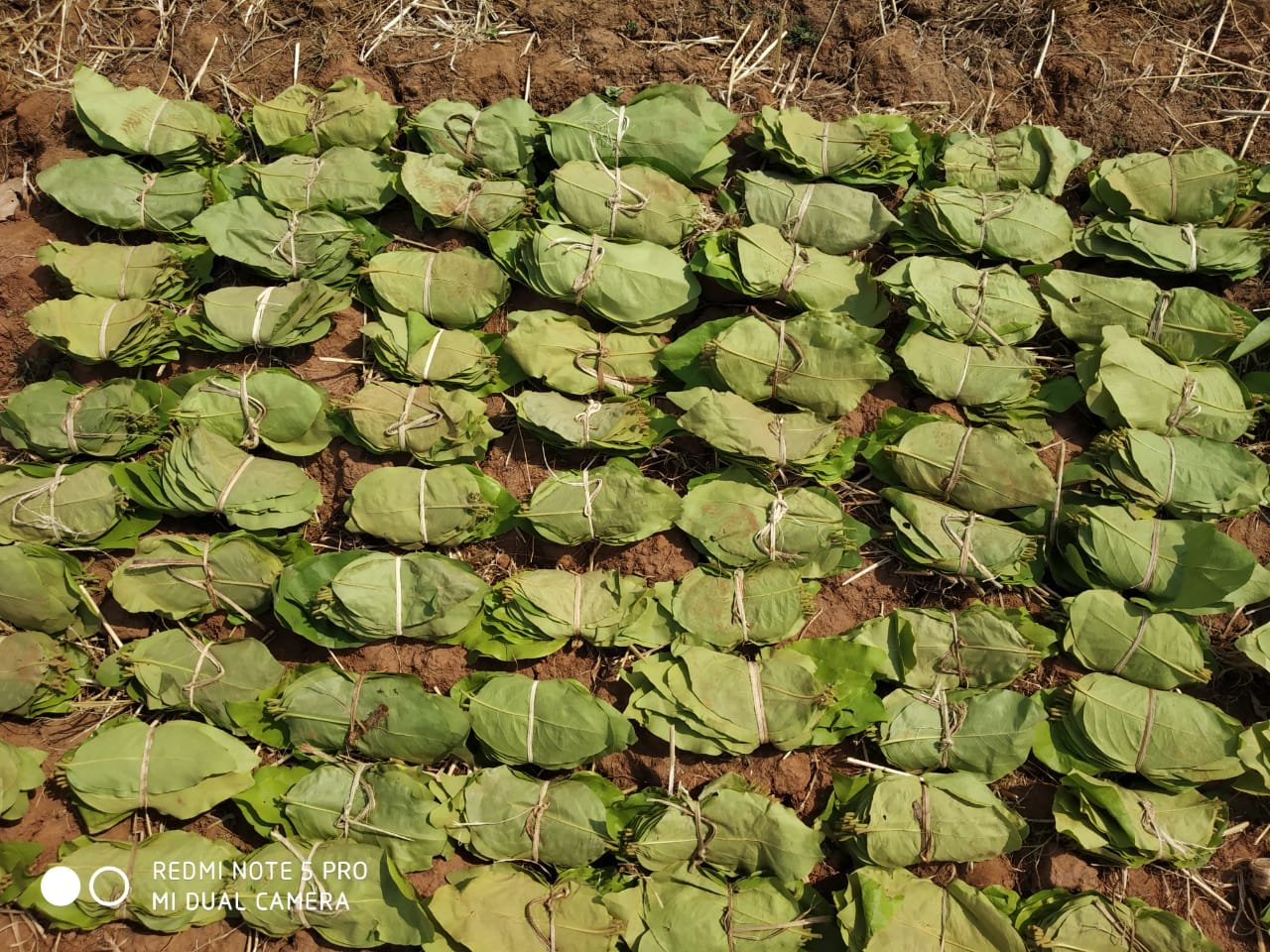 तेंदूपत्ता-green-gold-tendupatta