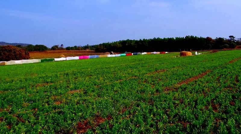 दलहन-तिलहन फसलों