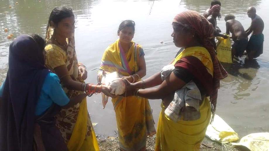 रायगढ़ : बिहान योजना से जुड़ी महिलाओं ने मछली पालन से कमाया बढिय़ा मुनाफा