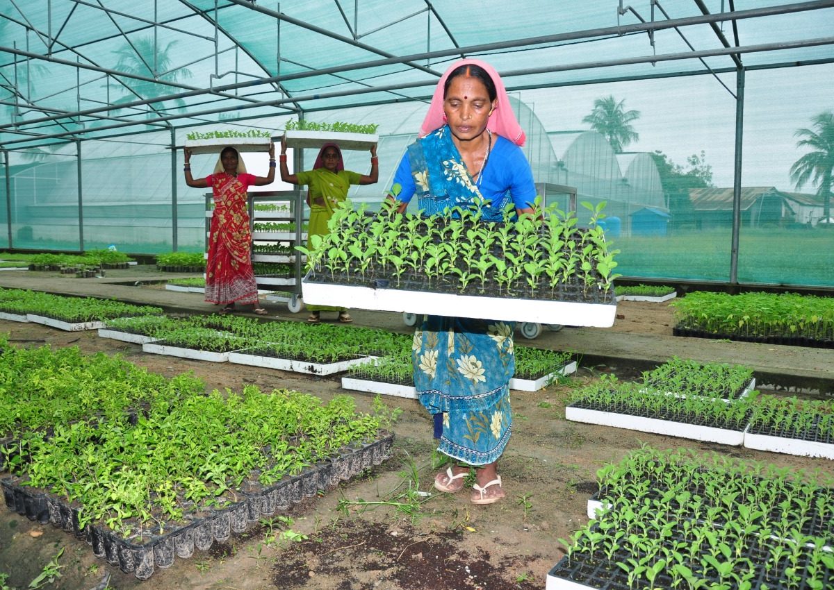 रायपुर : ​​​​​​​प्लग टाईप यूनिट से किसानों को मिल रहे विभिन्न सब्जियों रोग रहित पौधे  