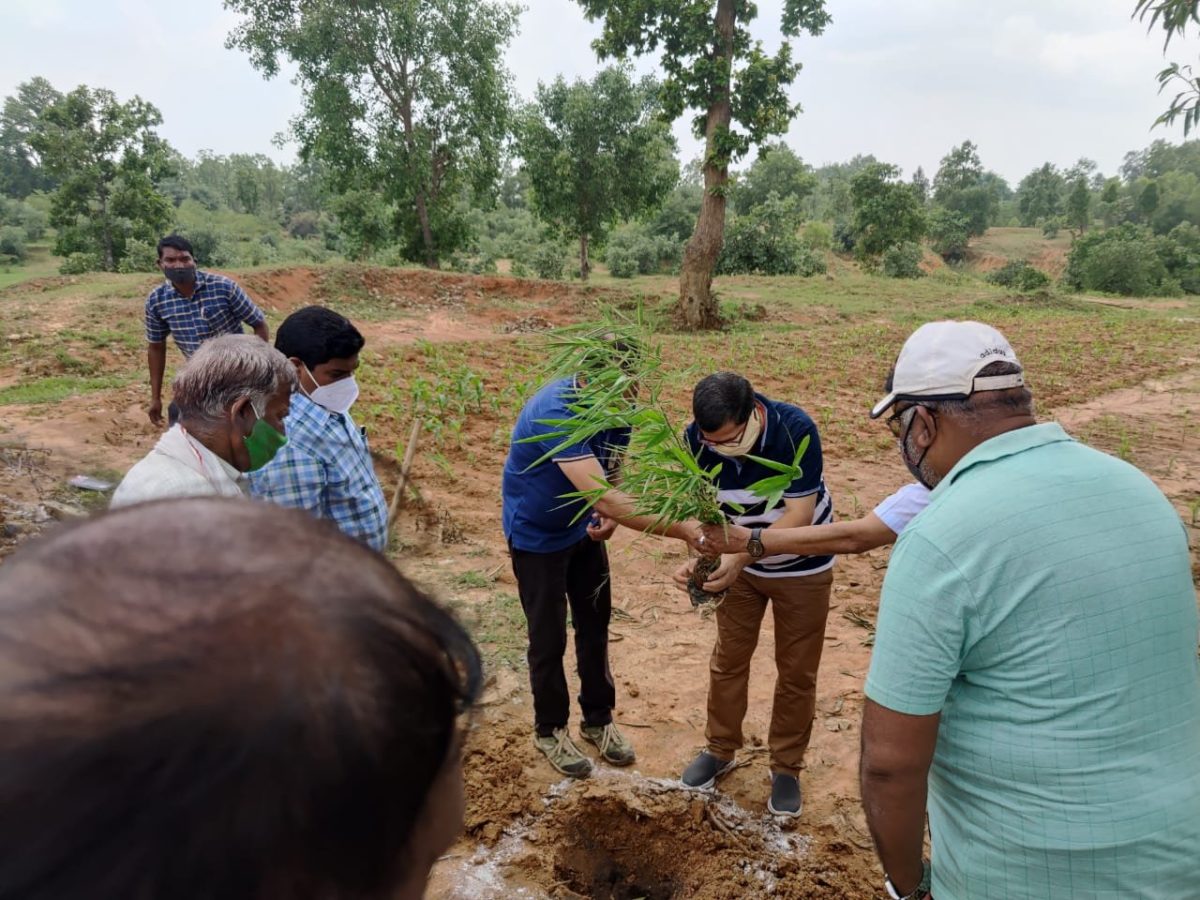 अम्बिकापुर  : कलेक्टर ने किया नर्मदापारा गोठान में बांस रोपण का शुभारंभः रोपे गए 450 बांस के पौधे