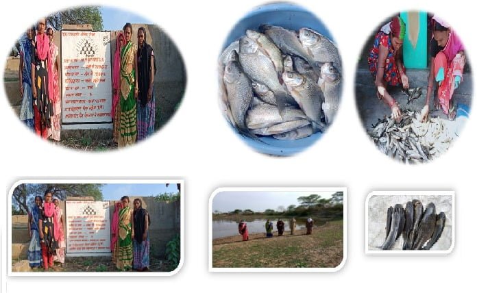 मत्स्य पालन की आजीविका से बैकुंठपुर के दुर्गा स्व सहायता समूह को हुआ 2 लाख रुपये से अधिक का लाभ, बिहान से मिली आर्थिक उन्नति की राह