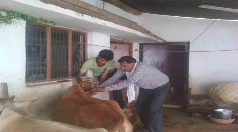 टंगिया बीमारी से बचाव हेतु टीकाकरण अभियान