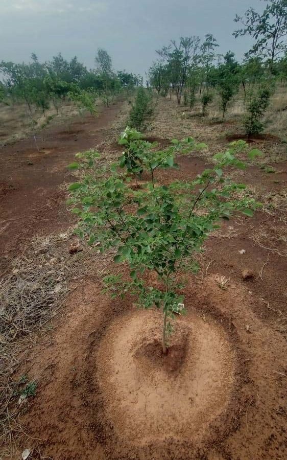 20-007, कैम्पा के तहत वन विभाग द्वारा 42 लाख पौधों का रोपण प्रगति पर