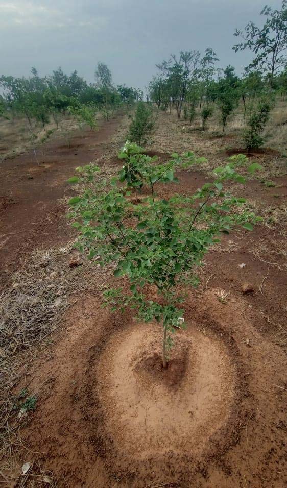 20-007, कैम्पा के तहत वन विभाग द्वारा 42 लाख पौधों का रोपण प्रगति पर