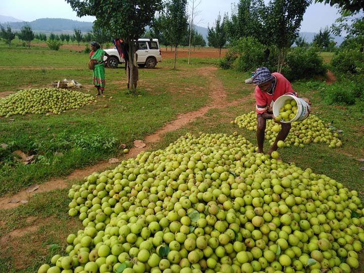 जशपुर के नाशपाती का स्वाद पहुंचा दूर-दूर तक