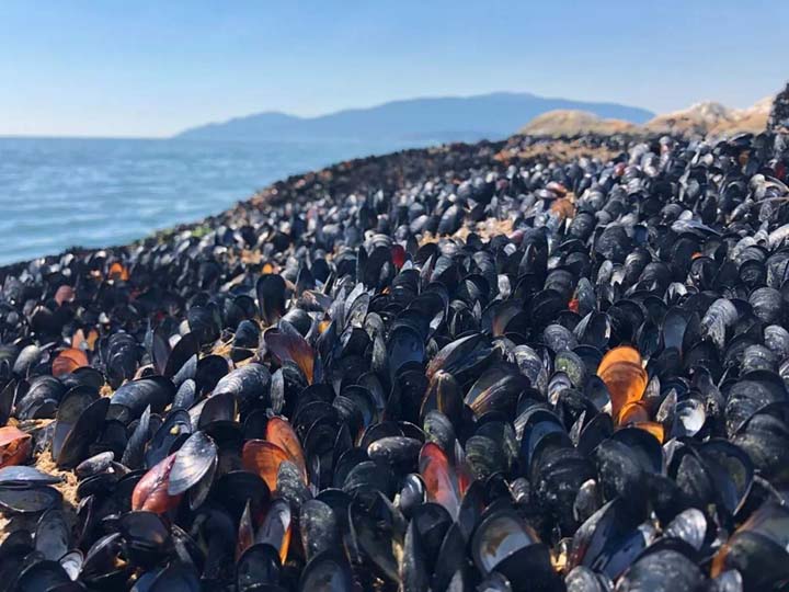 कनाडा और अमरीका में गर्मी का कहर…समुद्र में जिंदा ही उबल रहे करोड़ों जीव…तटों पर लगा मृत जीवों का ढेर