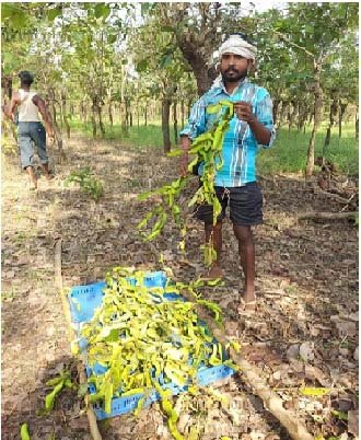 रेशम उद्योग का ग्रामीण क्षेत्रों में रोजगार के अवसर उपलब्ध कराने में महत्वपूर्ण योगदान