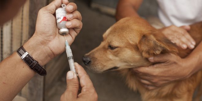 Anti-Rabies Vaccination