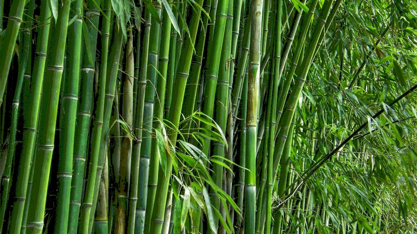bamboo 1, इस रक्षाबंधन रहेगी आमचो बस्तर बाम्बू राखियों की धूम… बाँस के अनूठे गहने भी होंगे उपलब्ध