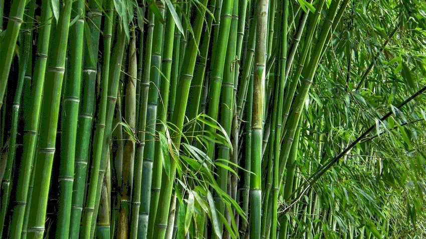 bamboo 1, इस रक्षाबंधन रहेगी आमचो बस्तर बाम्बू राखियों की धूम… बाँस के अनूठे गहने भी होंगे उपलब्ध