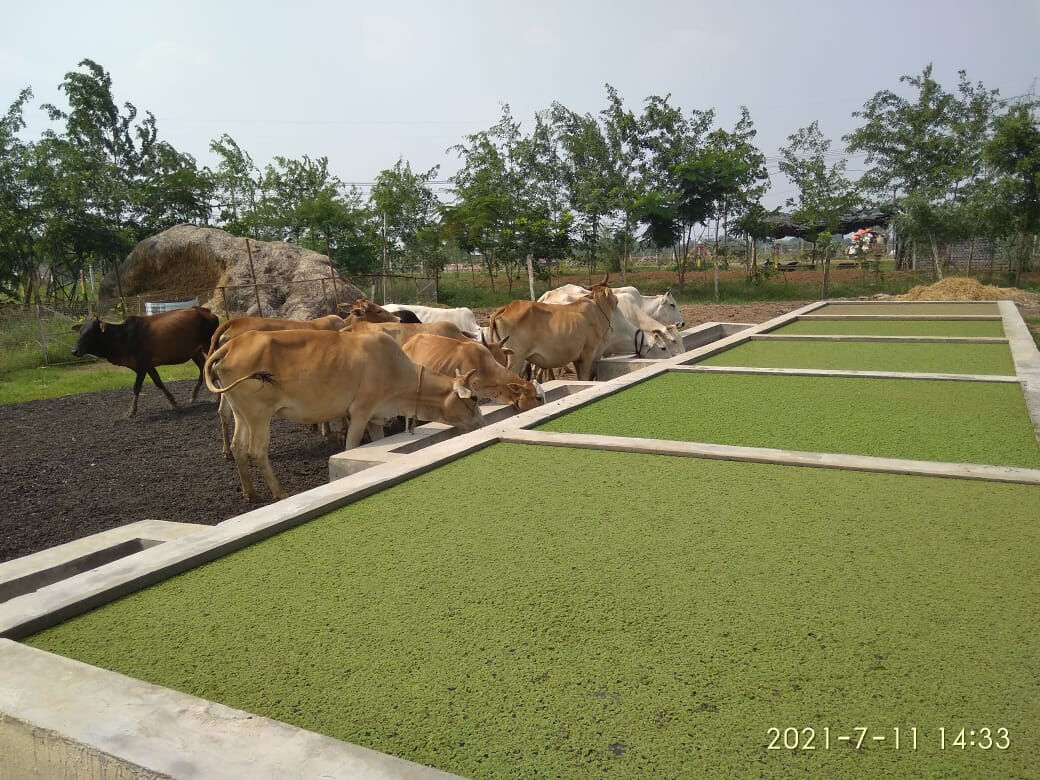 जांजगीर-चांपा : सुराजी गांव योजना, छत्तीसगढ़ की ग्रामीण कृषि आधारित अर्थव्यवस्था हो रही मजबूत