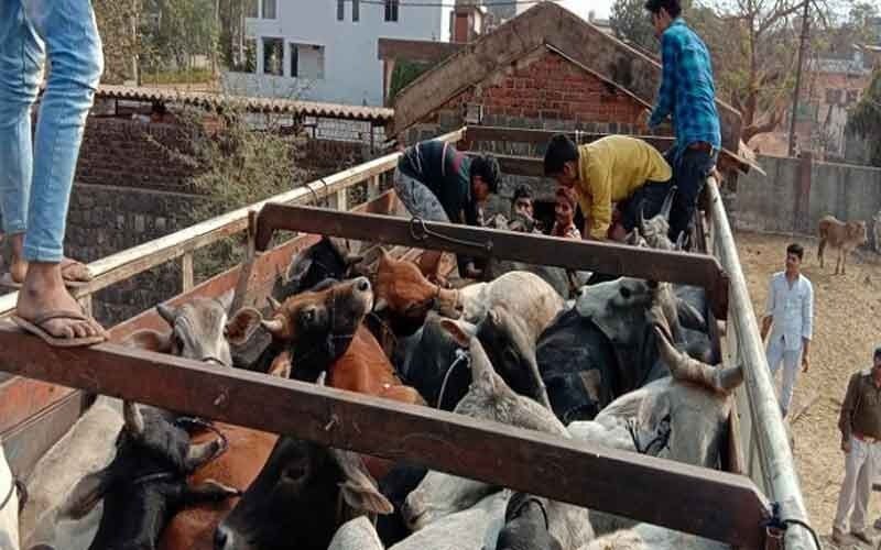 ड्राइवर गिरफ्तार, पुलिस ने मवेशियों से भरी ट्रक को पकड़ा