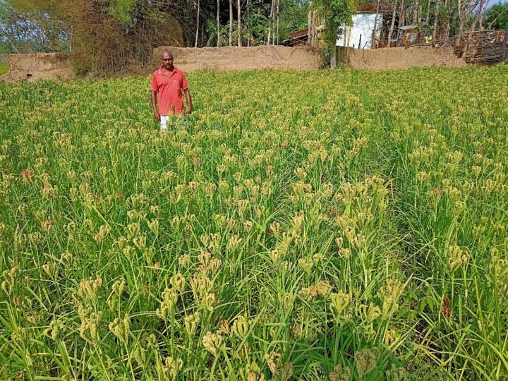 वनांचल के किसान कर रहे हैं बासमती धान की खेती