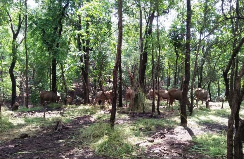 वन्य प्राणी दिखें तो डॉयल करें ये नंबर…