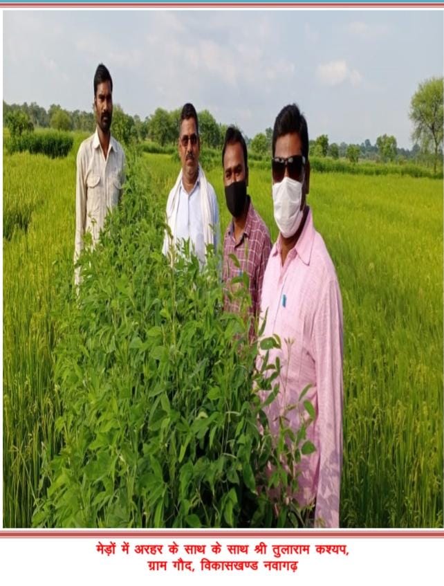 रायपुर : तुलाराम को धान के साथ-साथ अरहर की खेती से हुआ अतिरिक्त लाभ