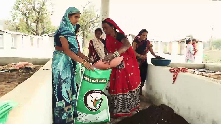 विशेष लेख : बिलासपुर  : गौठानों से जुड़कर स्व सहायता समूह की महिलाएं संवार रहीं अपना भविष्य