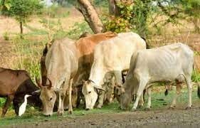 गौठानों के पास विकसित किए जाएंगे चारागाह