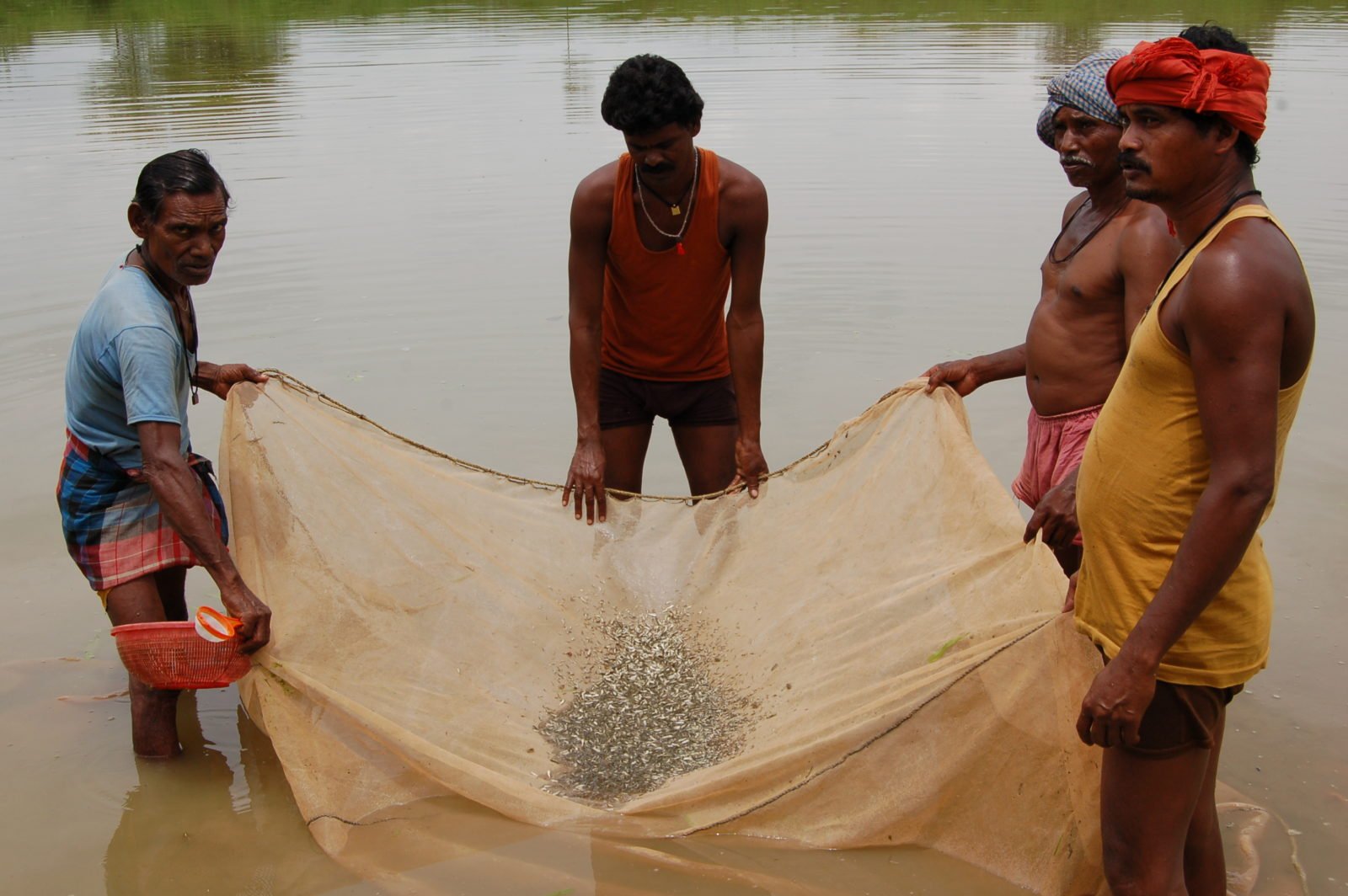 ​​​​​​​रायपुर : लेख : राज्य में मत्स्य बीज उत्पादन में 13 प्रतिशत और मत्स्य उत्पादन में 9 प्रतिशत की वृद्धि