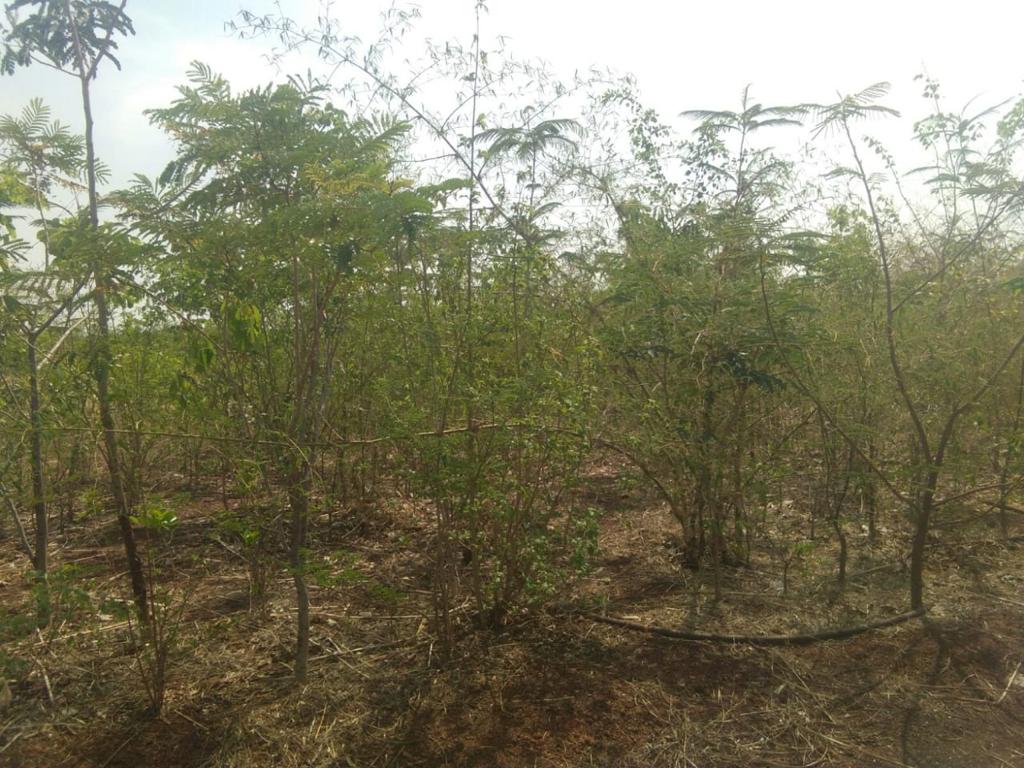 रायपुर :  कैम्पा से इस वर्ष 42 लाख पौधों का रोपण