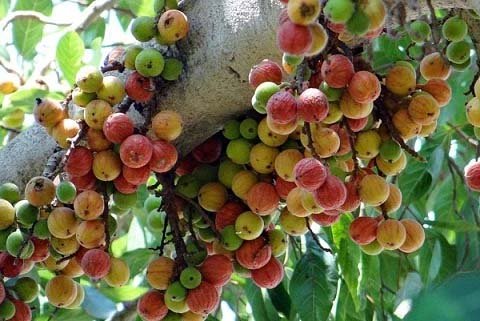 शादी की रस्मों में खास महत्व है इस पेड़ का