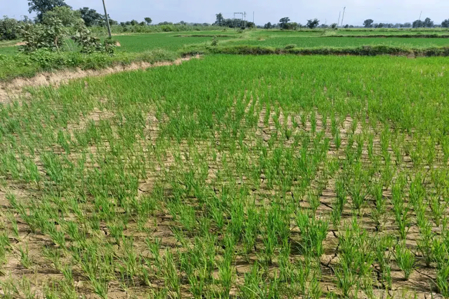 छत्तीसगढ़ की इन जिलों में सूखे का असर, किसानों की फसल बर्बादी की कगार पर