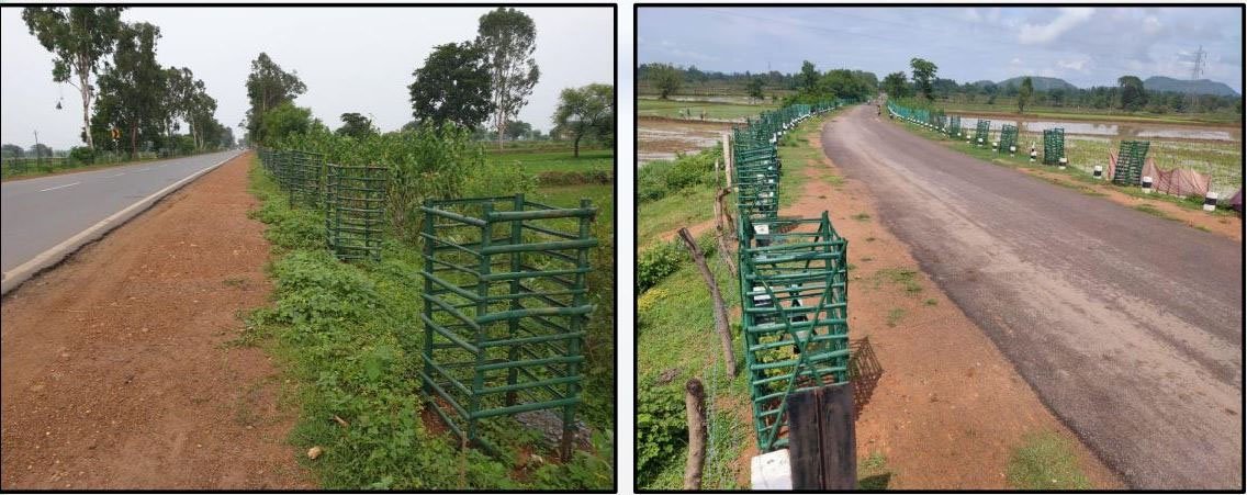 सड़क किनारे छाएगी हरियाली