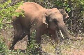 जंगली हाथी के कुचलने से ग्रामीण की मौत