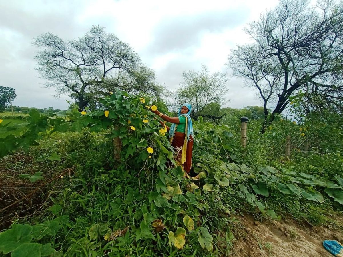 रायपुर : परेवाडीह गौठान में महिलाएं कर रही सब्जी की खेती