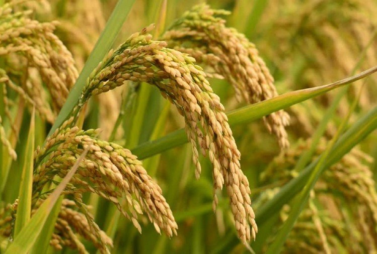 धान के कन्से की अवस्था में नत्रजन का करें छिड़काव