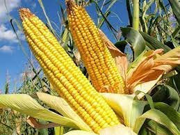 छत्तीसगढ़ शासन ने मक्का आधारित इथेनाल संयंत्र की स्थापना एवं उत्पादन को दी मंजूरी