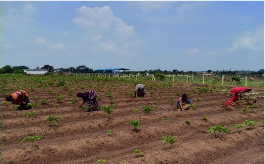 गौठान योजना से खुशहाल हुआ गांव बिरेभाट