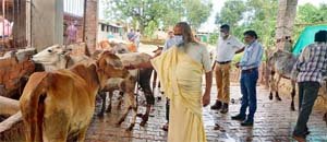 महंत ने श्री कृष्ण गोपाल गौशाला चुल्हापथरा का किया निरीक्षण