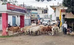 युवाओं के सहयोग से पकड़ाया, गौधन 21 पशु जब्त