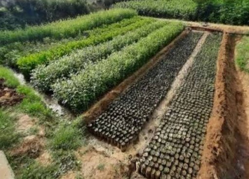 अपने खेतो में धान के बदले पौधे लगा रहे है किसान