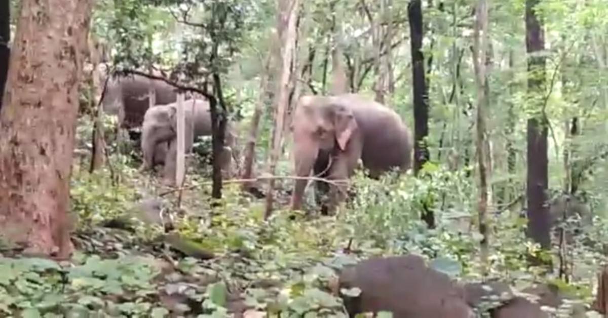 हाथियों का दल फसल के साथ घरों को पहुंचा रहा नुकसान