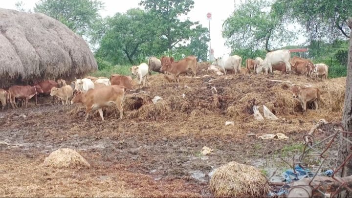 अचानक गिरा आदर्श गौठान में बना डोम