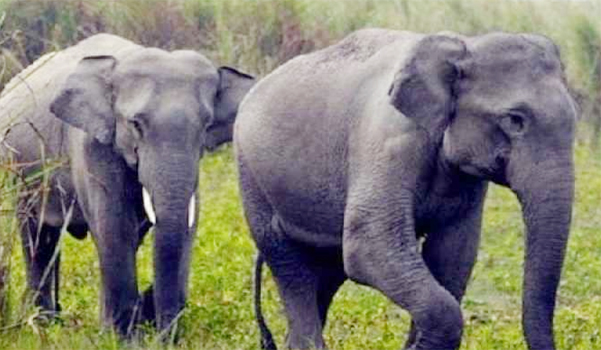 हाथियों ने 2 व्यक्तियों को कुचलकर मार डाला