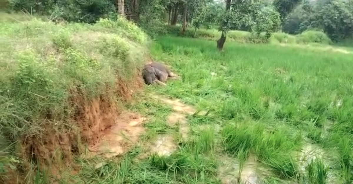 खेत में घायल मिला हाथी का बच्चा
