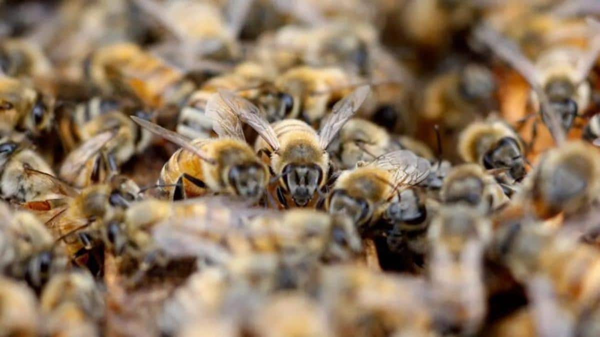 मधुमक्खियों ने ले ली युवक की जान