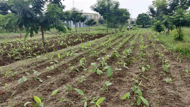 कृषि महाविद्यालय के वैज्ञानिकों ने हल्दी व धनिया की नई प्रजाति की विकसित