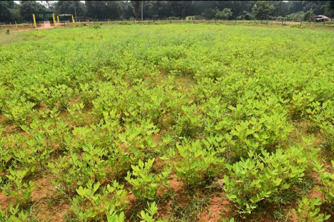 सब्जी-भाजी के साथ मूंगफली और शकरकंद की खेती से बढा महिलाओं का आत्मविश्वास