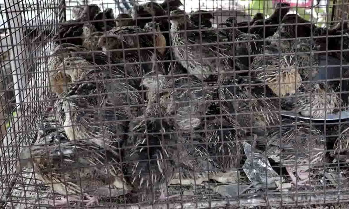 ढाबे से करीब 100 बटेर जब्त, वन विभाग ने की कार्रवाई