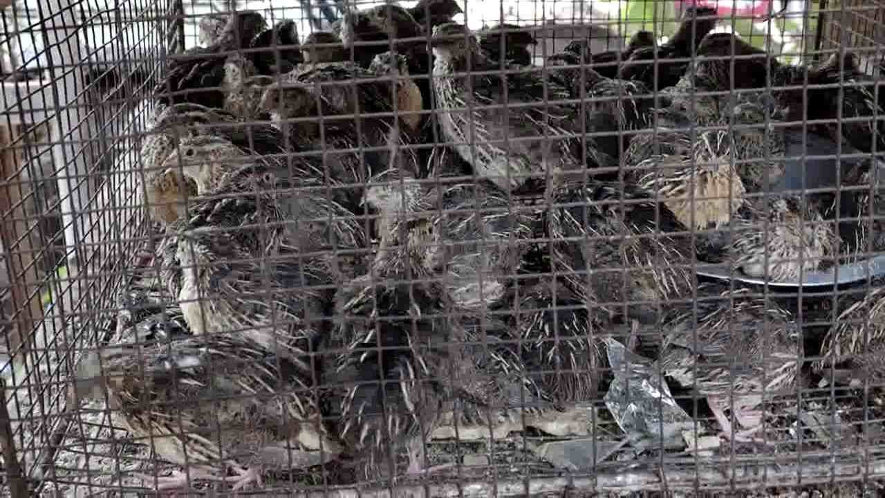 ढाबे से करीब 100 बटेर जब्त, वन विभाग ने की कार्रवाई