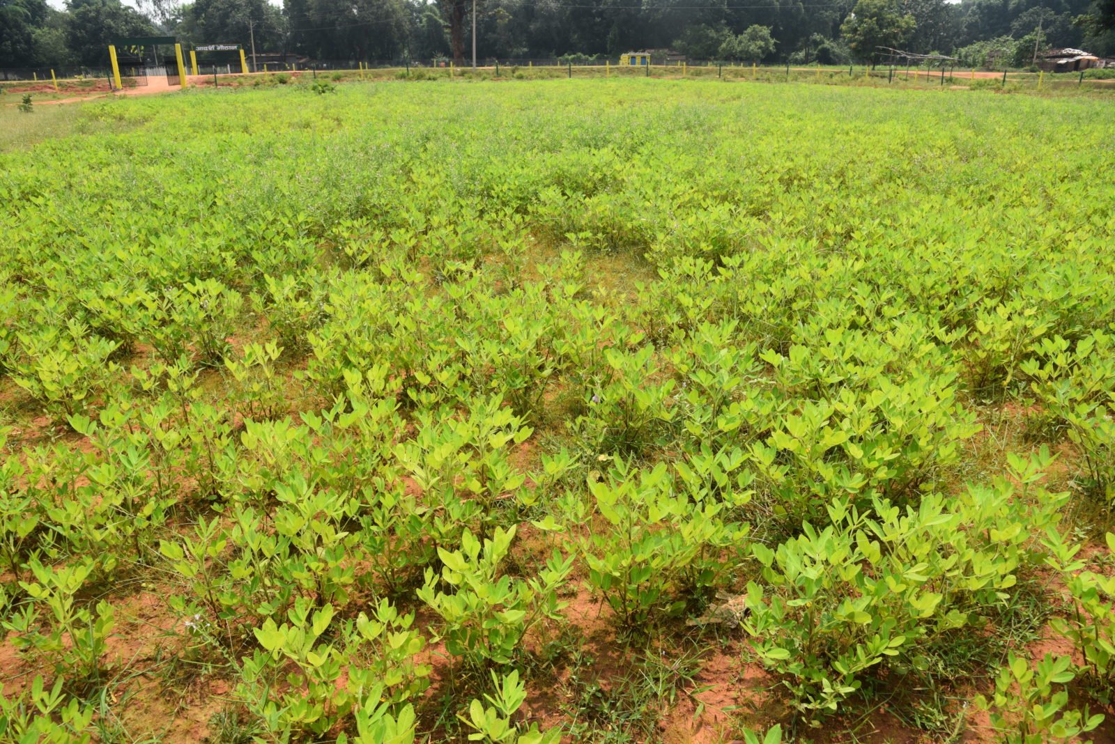 अम्बिकापुर : सब्जी-भाजी के साथ मूंगफली और शकरकंद की खेती से बढा महिलाओं का आत्मविश्वास