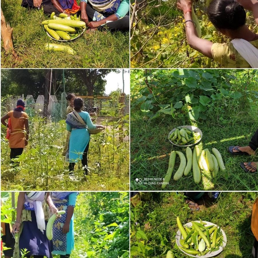 सूरजपुर : केशवनगर की महिलाओं का कमाल, गौठान बाड़ी में फसल उपजा रहीं हैं बेमिसाल