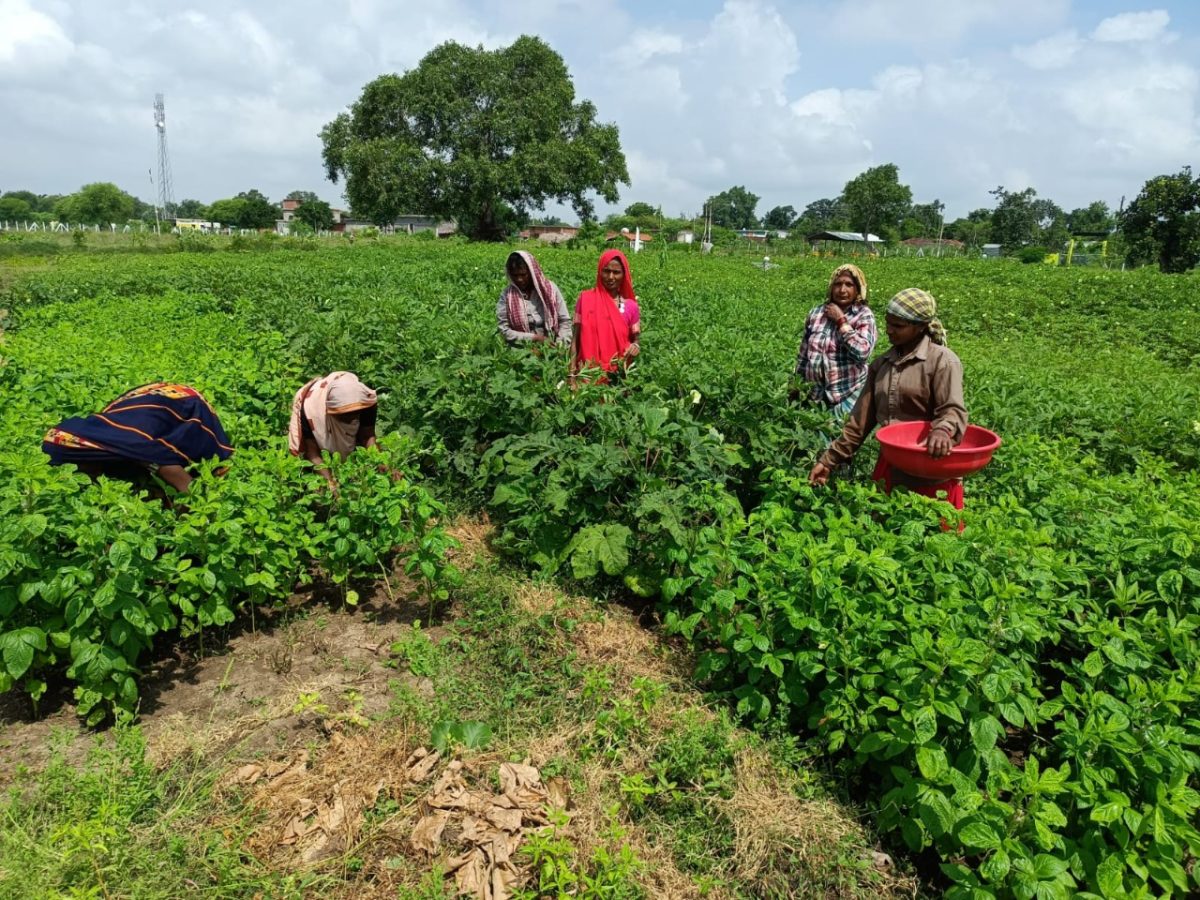 रायपुर : स्वसहायता समूह अमलडीहा की महिलाएं बढ़ रही है स्वावलंबन की ओर : सब्जी उत्पादन कर बढ़ा रही है अपनी आमदनी