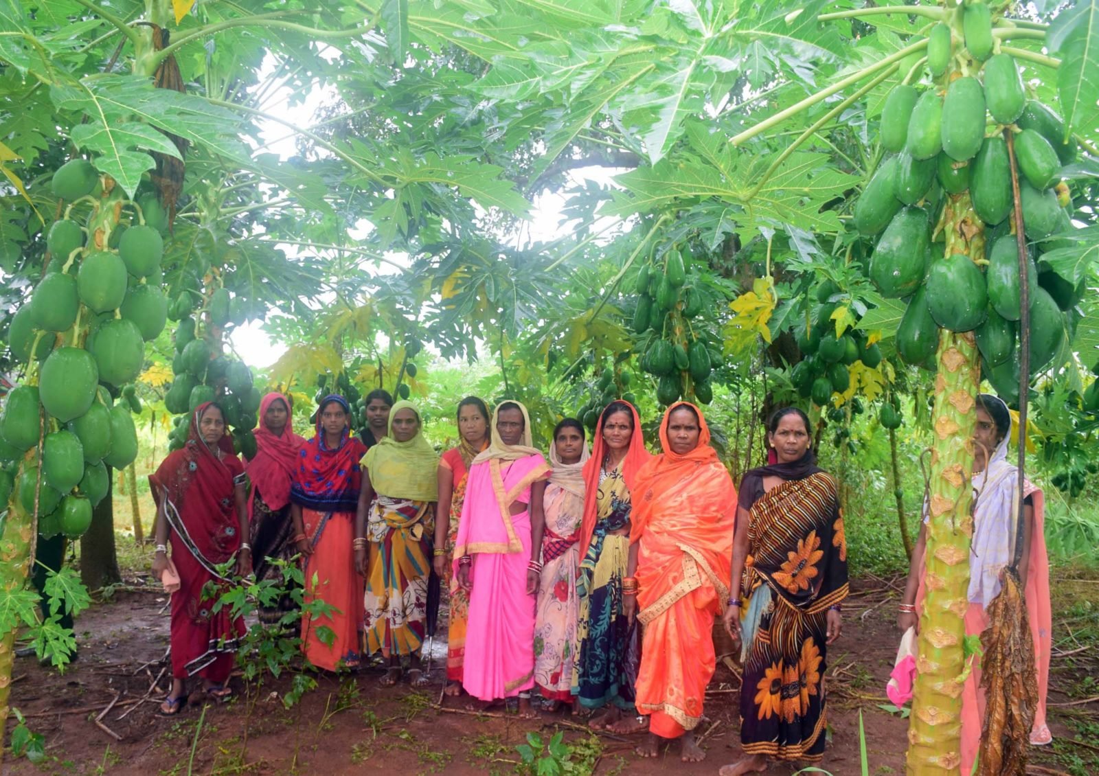 समूह की महिलाओं ने पपीता की पहली फसल कुपोषित बच्चों को दी