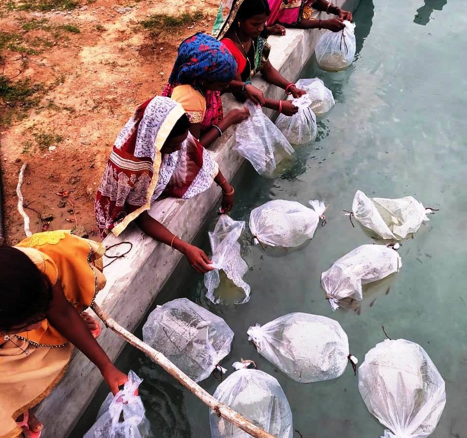 सूरजपुर : गौठानो में मछली पालन हेतु मछली बीज का किया जा रहा वितरण